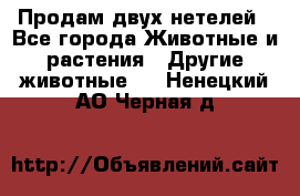 Продам двух нетелей - Все города Животные и растения » Другие животные   . Ненецкий АО,Черная д.